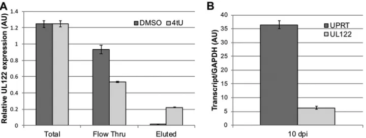 FIG 4 Humanized T. gondii UPRT functionally labels viral transcripts in latently infected Kasumi-3 cells