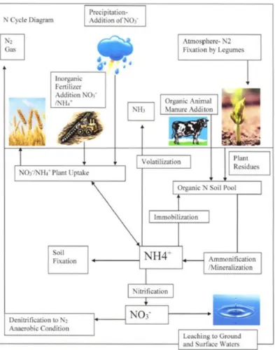 Figure 1.1. Nitrogen Cycle 