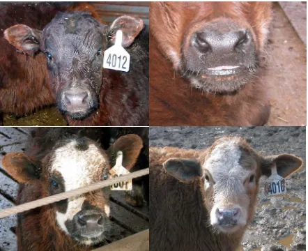 Figure 1.  degrees of superior brachygnathism.       Calves born to heifers receiving a low manganese diet exhibiting varying  
