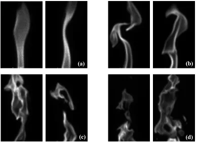 Figure 6:  Unstable methane-air flame structure at (a) 4 atm, (b) 8 atm, (c) 16 atm, (d) 25 atm 
