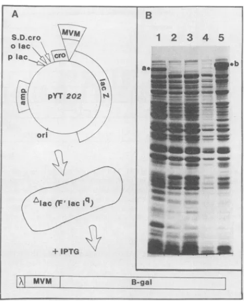 FIG. 2.~~~~~~~~~~~~~~~~-Asion Construction and identification of procaryotic expres- clones