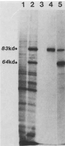 FIG. 3.fusionfragmentwereRNApartiteimmunoprecipitatedandMethodsain 10% vitro Immunoprecipitation with antisera to tripartite and bi- fusion polypeptides