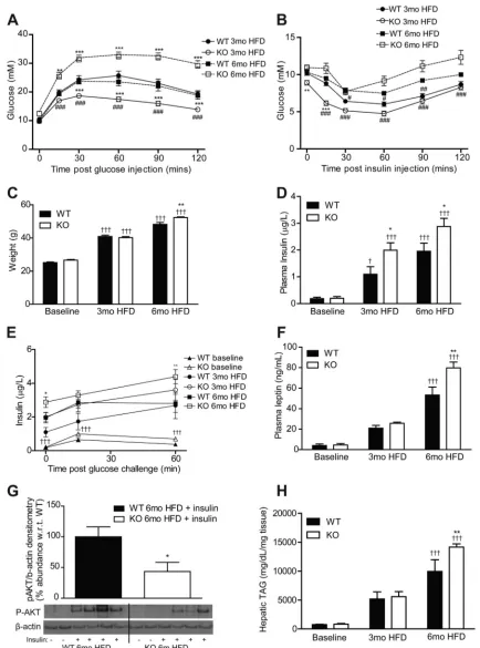 Fig. 1. Lack of IL-1 receptor I (IL-1RI) results in development of glucose intolerance and insulin resistance after 6 mo high-fat diet (HFD)