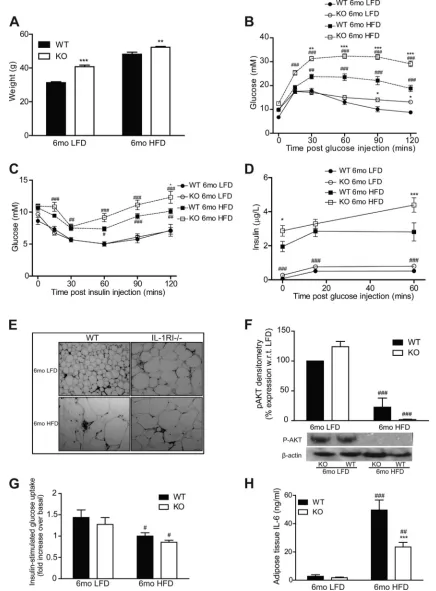 Fig. 3. IL-1RI�/� mice develop mature-onset obesity on a low-fat diet (LFD) but have preserved glucose homeostasis and negligible adipose tissue inﬂammation.A: weight of male WT and IL-1RI�/� mice (8–10 wk old) after 6 mo on HFD or LFD (n � 9–34)