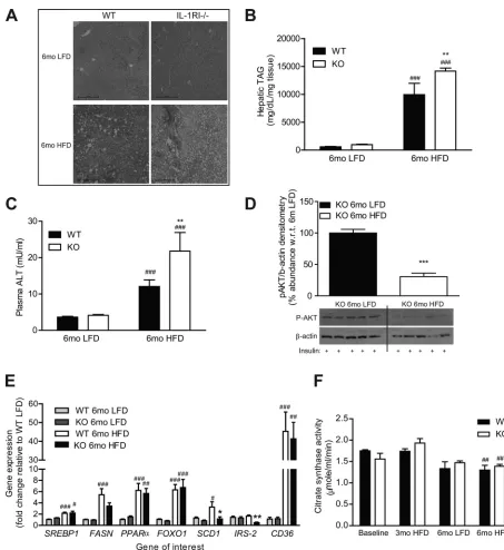 Fig. 5. Characterization of hepatic lipotoxicity and insulin sensitivity after 6 mo intervention with either LFD or HFD