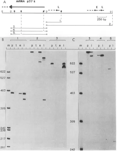 FIG. 4.additionalhasextremecircles)HincII;polyacrylamide(B,contains Nuclease Si mapping of RNA transcripts