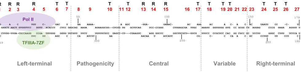 FIG 1 PSTVd secondary structure and the binding sites of Pol II and TFIIIA-7ZF (5–7). The proposed secondary structure of PSTVdInt (the intermediate strain)genome is shown, with all the loops labeled numerically in red