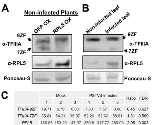 FIG 4 PSTVd infection compromises RPL5 function. (A) Immunoblotting results show the expression ofRPL5, TFIIIA-7ZF, and TFIIIA-9ZF in noninfected leaves following GFP overexpression (OX) or RPL5 OX