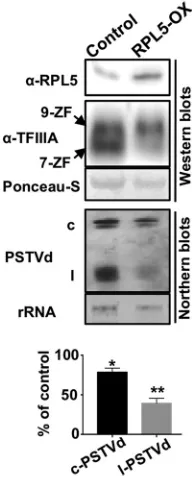 FIG 5 Ectopic expression of RPL5 represses PSTVd replication. Blotting results show that overexpressionof RPL5 in infected plants reduced the accumulation of PSTVd, which correlated with the reduction ofTFIIIA-7ZF