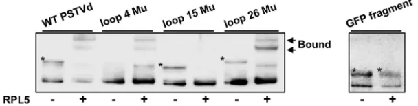 FIG 6 RPL5 binding to loop 15 in the central conserved region of PSTVd. Mutations abolishing either loop4 or loop 26 did not affect PSTVd binding to RPL5 (0.3125 nM when supplied) compared to that ofwild-type PSTVd