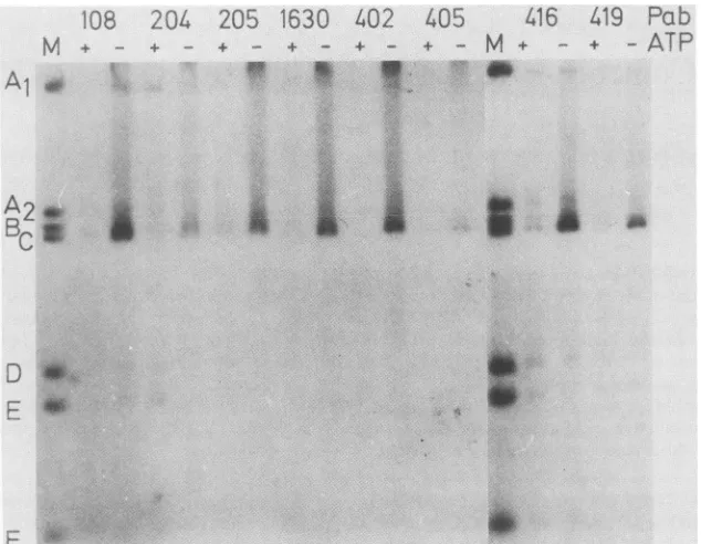FIG.1.ofBinding(M) the ATP inhibits SV40 DNA binding of immunopurified T antigen. Duplicate samples of COSi T antigen were immunopurified on each purified monoclonal antibodies (Pab) indicated