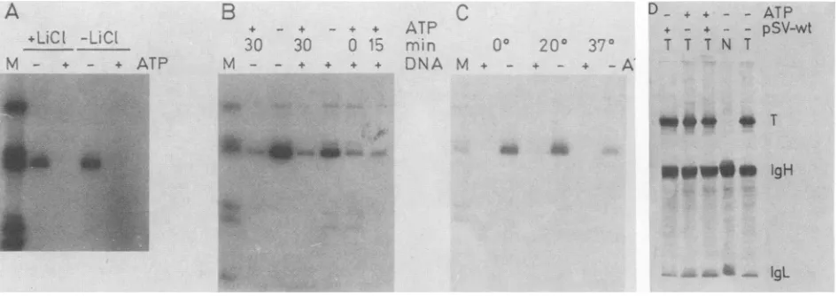 FIG. 2.Thepolyacrylamide(T)20minweretemperaturesbiotin-labeledcontainingantigen(+DNA)(20°C), mM Parameters of ATP inhibition of T-antigen-DNA binding