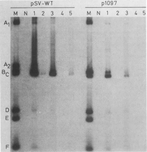 FIG. 3.pSDL13forDNA-proteinlyticwithdiphosphonate;autoradiography.(pH ATP inhibits SV40 DNA binding of T antigen in crude cell extract