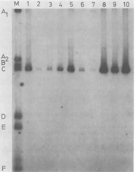 FIG. 7.enceassayedcontainingMgCl2(B)CaC12 ATP inhibition of T-antigen-DNA binding in the pres- of chelating agents