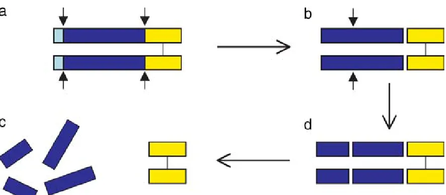 Figure 1.3 Processing of myostatin protein.  (a) Myostatin precursor (approx. 52 kDa) which must undergo two proteolytic events (b) Latent complex of myostatin (approx