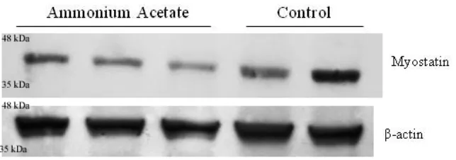Figure 2.3 Western blot analysis of MSTN protein in ED17 collected samples.  A) PVDF membrane images of MSTN and β-actin bands
