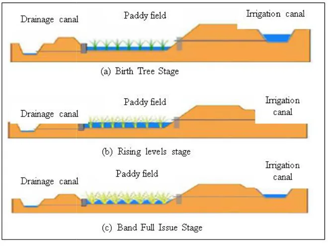 Figure 2.2: Productive phase for rice plants.Figure 2.2: Productive phase for rice plants.Figure 2.2: Productive phase for rice plants.