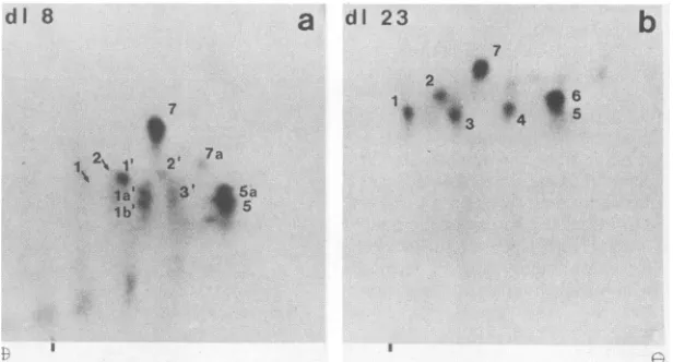 FIG. 5.labeledcathodeindicate Phosphopeptide analysis of LTs encoded by d18 (a) and d123 (b)