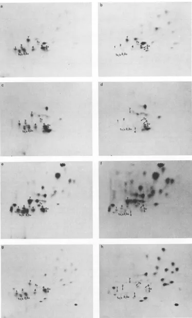FIG. 9.asdecaytheOnlywithSDS-PAGE described Peptide maps of LT labeled with 32p_ or various '4C-labeled amino acids
