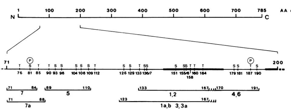 FIG. 10.phosphorylationphosphorylationthe Alignment of phosphopeptides of LT. The upper line represents the polypeptide chain with the region containing the sites shown enlarged in the second line