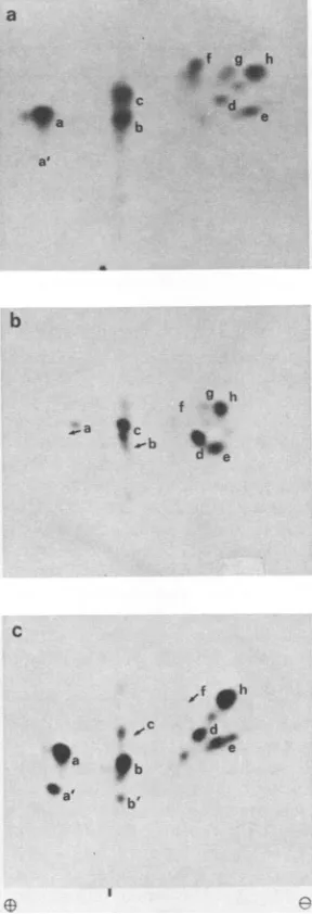 TABLE 2. Relationships between phosphopeptides generated bydigestion of tryptic peptides with pronasea