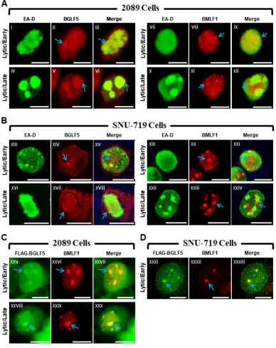 FIG 1 EBV BGLF5 and BMLF1 proteins colocalize within nodular structures in the nucleus