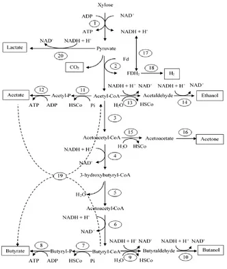 Figure 1.1 Metabolic pathway of butyrate production by Clostridialacetyl CoA-acetyl transferase (thiolase), 4: beta-hydroxy butyryl CoA dehydrogenase, 5: crotonase, 6:  strains (Liu et al., 2004; Mazzoli et al., 2012; Zhu et al., 2004), 1: EMP and PPP path