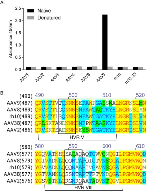 FIG 1 Characterization of the PAV9.1 mAb and mutagenesis strategy based on the PAV9.1 epitope