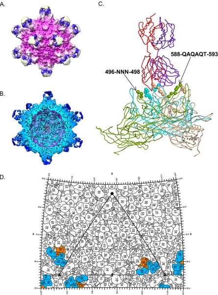 FIG 2 Cryo-EM reconstruction of AAV9 in complex with PAV9.1 Fab. (A) Depiction of the molecular surface of AAV9 capsid (fuchsia) boundelectron microscopy reconstruction