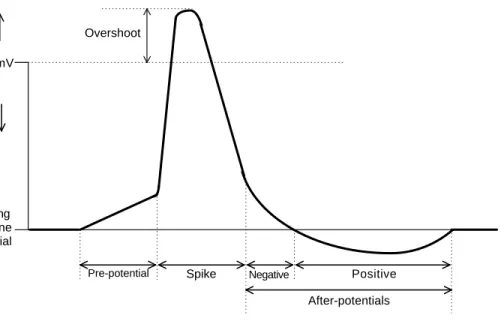 Figure 2.10: Diagram of an action potential and its important features. Based on a diagram in Geddes (1972)