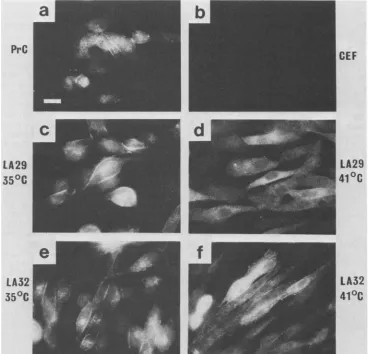 FIG. 1.41°C;in Materials Immunofluorescence localization of pp60v-src in transformed CEF