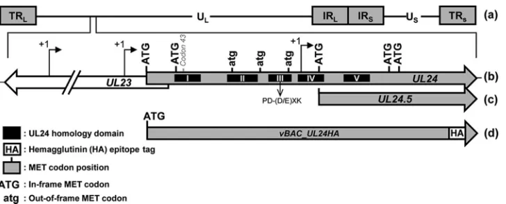 FIG 1 Diagram of theforarrow. The position of codon 43 in which the UL24X mutation is located is indicated above the thick arrow