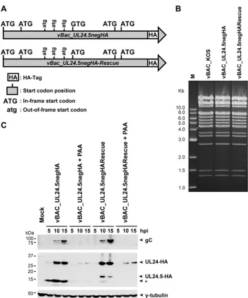FIG 4 UL24.5 is expressed with late kinetics. (A) Diagram of theto GTG to inhibit expression of the UL24.5 protein