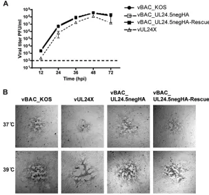 FIG 5 UL24.5 is not important for replication in cell culture. (A) The impact of the absence of UL24.5 wasassessed in a multistep replication assay