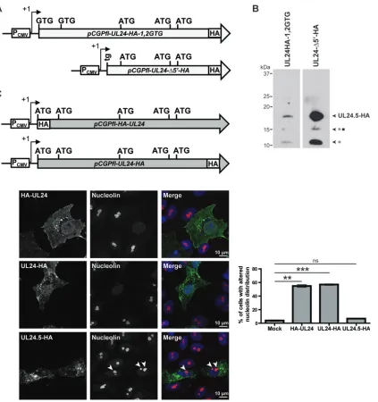 FIG 6 UL24.5 is mainly cytoplasmic and does not alter nucleolin localization. (A) Diagram of thetHA-1,2GTG (top) and pCGPﬂ-UL24-Δ5 UL24.5 gene from the pCGPﬂ-UL24-=-HA (bottom) vectors