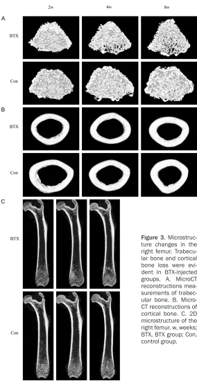 Figure 3. Microstruc-ture changes in the 