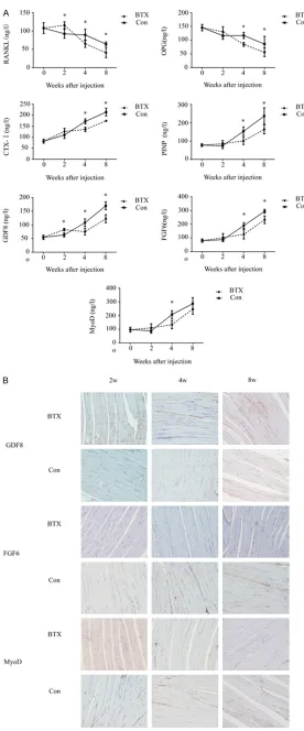 Figure 4. Myogenic factor chang-es in rats at different time points. GDF8 was increased while FGF6 and MyoD were decreased in BTX-injected groups.*P < 0.05 vs