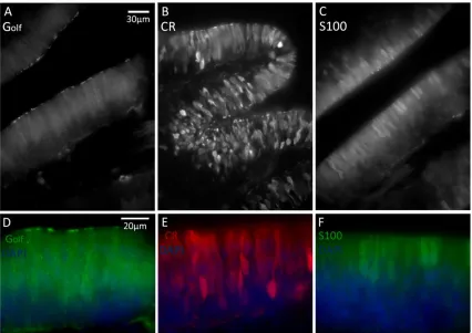 Figure 2.3: Calretinin, Golf and S100 positive OSNs in fingerling olfactory epithelium