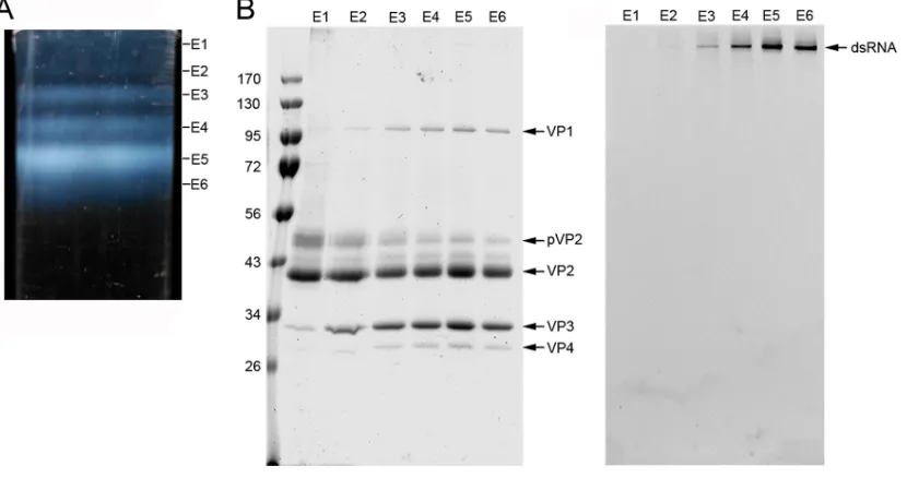 FIG 1 Puriﬁcation and biochemical analysis of IBDV natural populations. (A) A CsCl linear gradient for IBDV puriﬁcation, illuminatedfrom the bottom after centrifugation to equilibrium, containing at least six IBDV fractions (E1 to E6, from top to bottom)