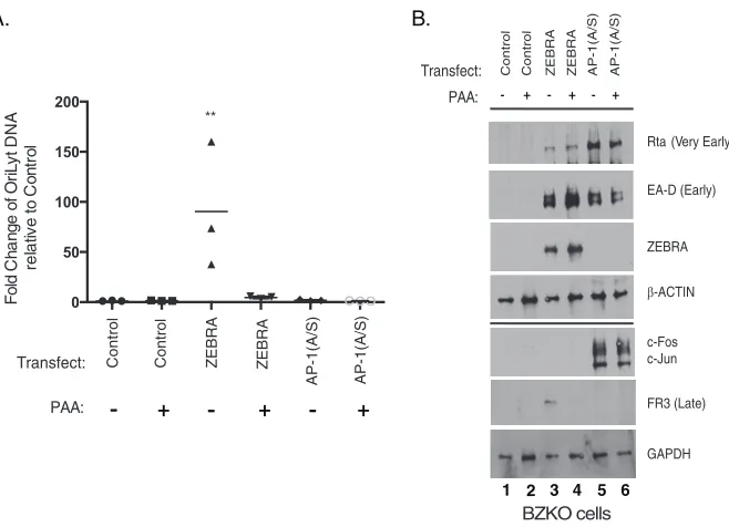 FIG 7 PAA inhibits viral DNA replication and late protein expression induced by ZEBRA
