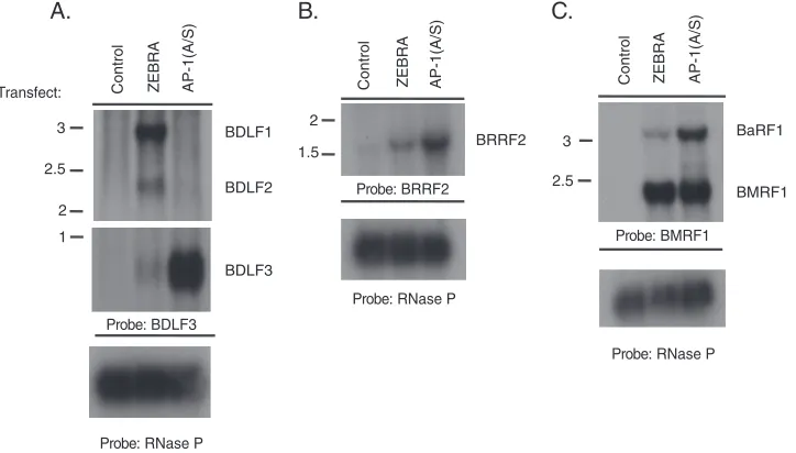 TABLE 2 Classiﬁcation of late genes activated by AP-1(A/S) based on response to PAA and dependence on viral DNA replication inBMRF1 KO cells