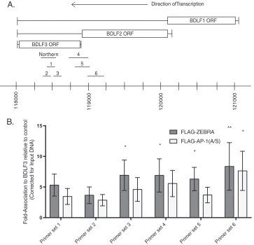 FIG 10 Both ZEBRA and AP-1(A/S) bind to the BDLF3 promoter. (A) Schematic drawing of the locus of BDLF1 toDunnett’s correction for multiple comparisons compared to results with the control FLAG vector.BDLF3 showing the locations of the six primer sets used