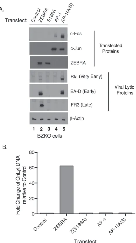FIG 1 AP-1(A/S) activates expression of BMRF1 (EA-D), an EBV marker early protein, but does not induceexpression of BFRF3, an EBV marker late protein, or DNA replication