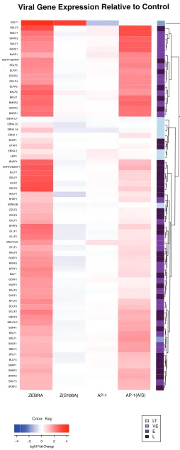 FIG 3 EBV gene expression induced by ZEBRA, Z(S186A), AP-1, and AP-1(A/S). Heat map of viral geneexpression based on a qPCR array of cDNA from cells transfected with a control vector, ZEBRA, Z(S186A),wild-type AP-1, or AP-1(A/S) harvested at 48 h posttrans