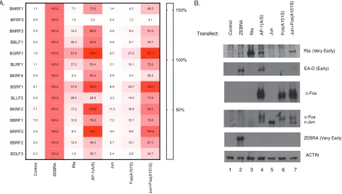 FIG 6 Expression of 12 putative late genes activated by AP-1(A/S), ZEBRA, Rta, AP-1(A/S), Jun, Fos(A151S), and Jun plus Fos(A151S)