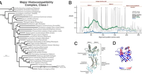 FIG 2 Capture of a major histocompatibility complex (MHC) gene by CrHV2. (A) Bayesian phylogenetic reconstruction of mammalian MHC class I genes withThe positions of known domains are labeled above the graph