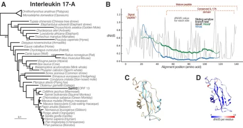 FIG 3 Host-derived IL-17 genes in MaHV5, HHV8, and SaHV2. (A) Bayesian phylogenetic reconstruction of mammalian IL-17 genes and a homologous sequencefrom SaHV2