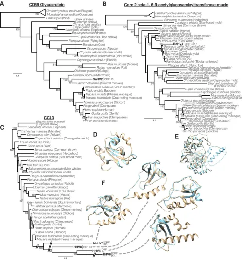 FIG 5 Phylogenetics and structural models of captured genes in HHV8, BoHV4, and SaHV2
