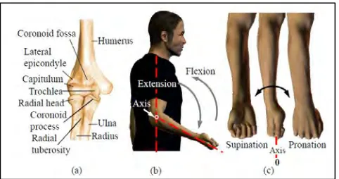 Figure 2.2: Elbow complex and elbow motions. (a) Elbow anatomy. (b) Elbow 