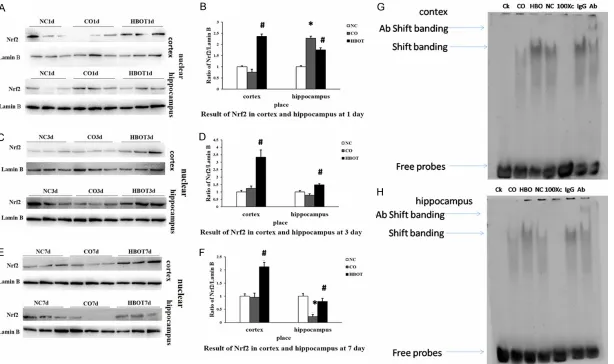 Figure 4. Nuclear translocation of Nrf2 and ARE binding. Nrf2 protein in nucleus of brain tissues in the CO group was not significantly different in cerebral cortex and hippocampus compared to the NC group, at all time points, expect for the 1st day (C-F)